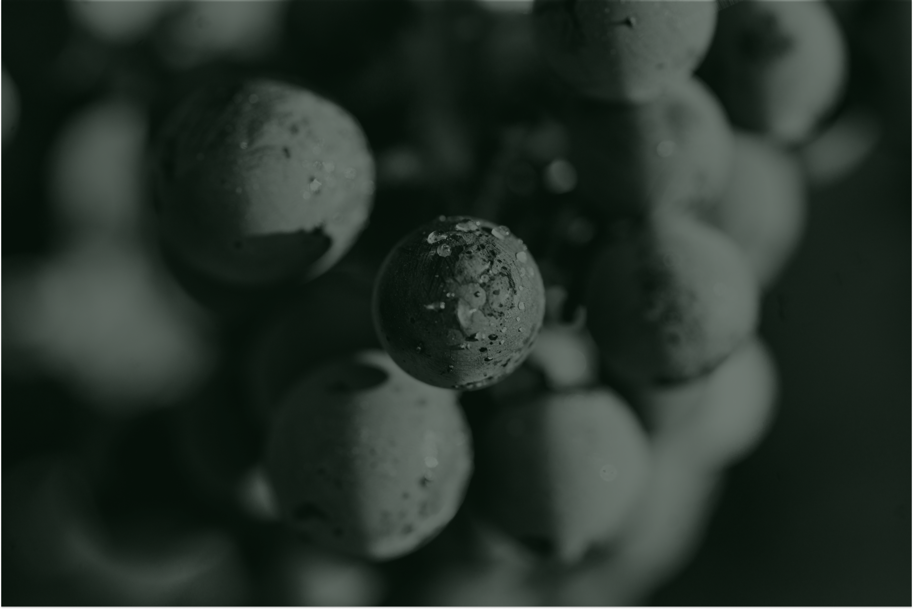 Black and white image of grapes